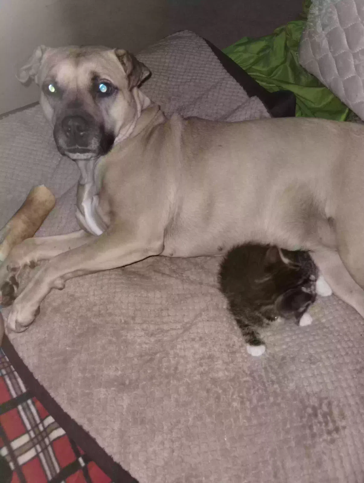 Lost dog in Hickory, NC, 28602