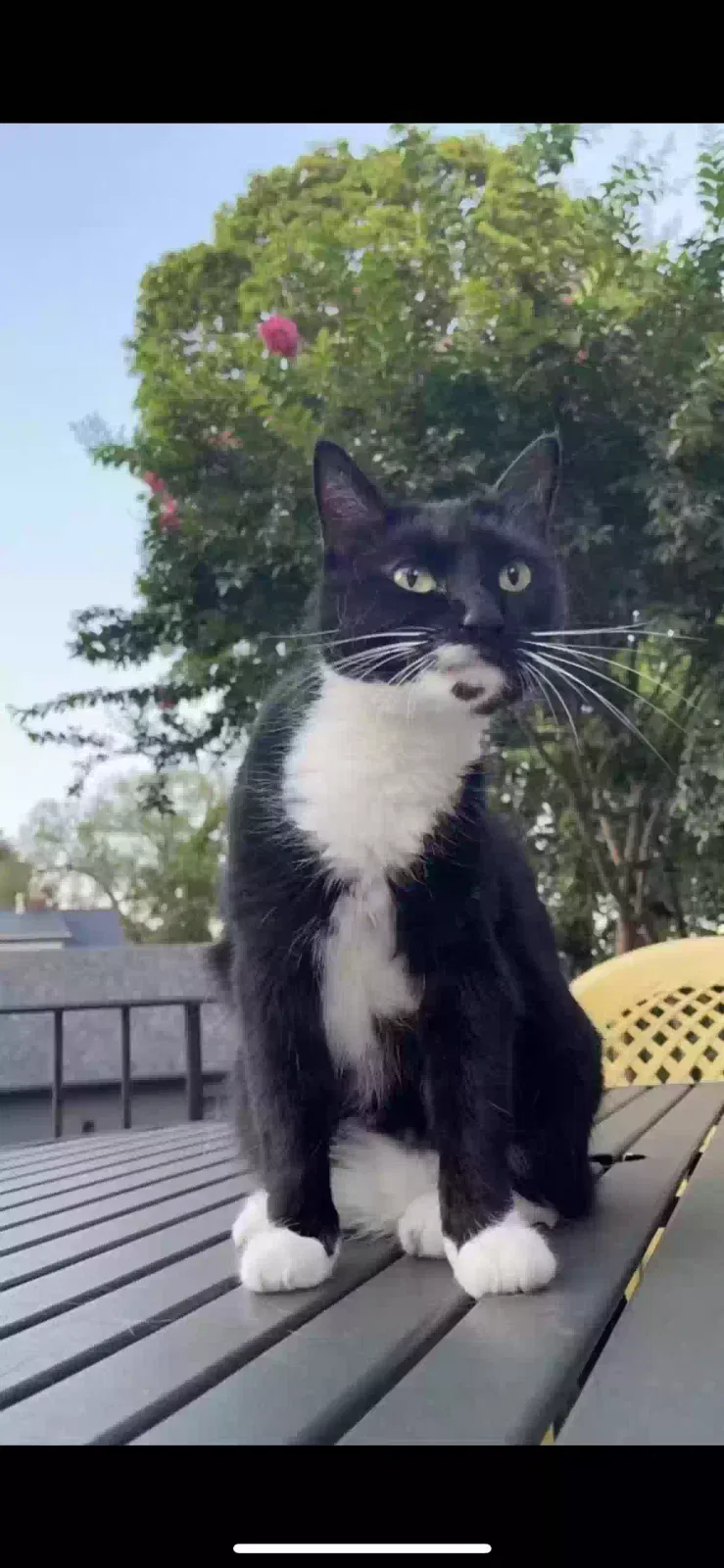 Lost cat in Annapolis, MD, 21401