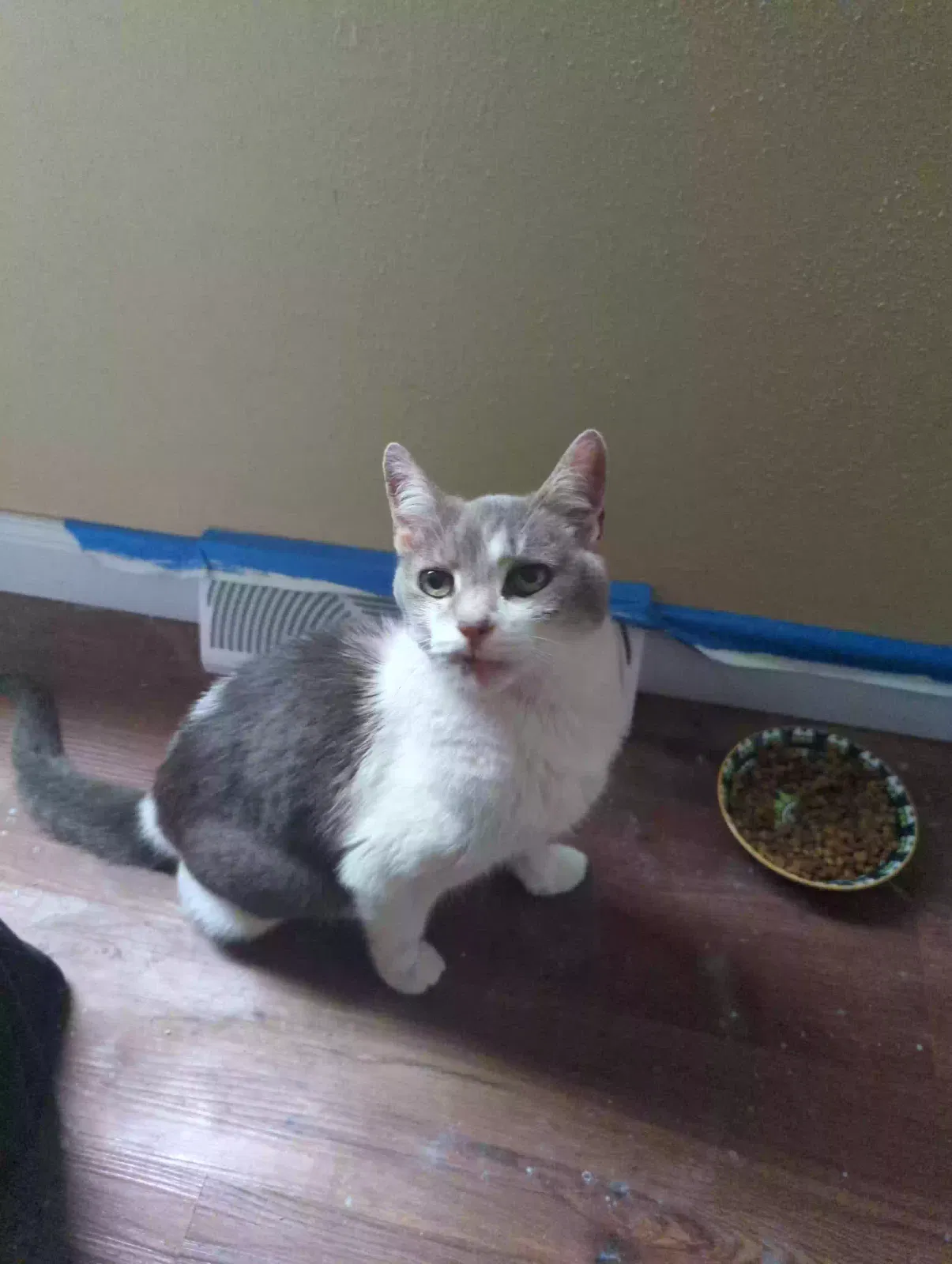 Found cat in Ottawa Lake, MI, 49267