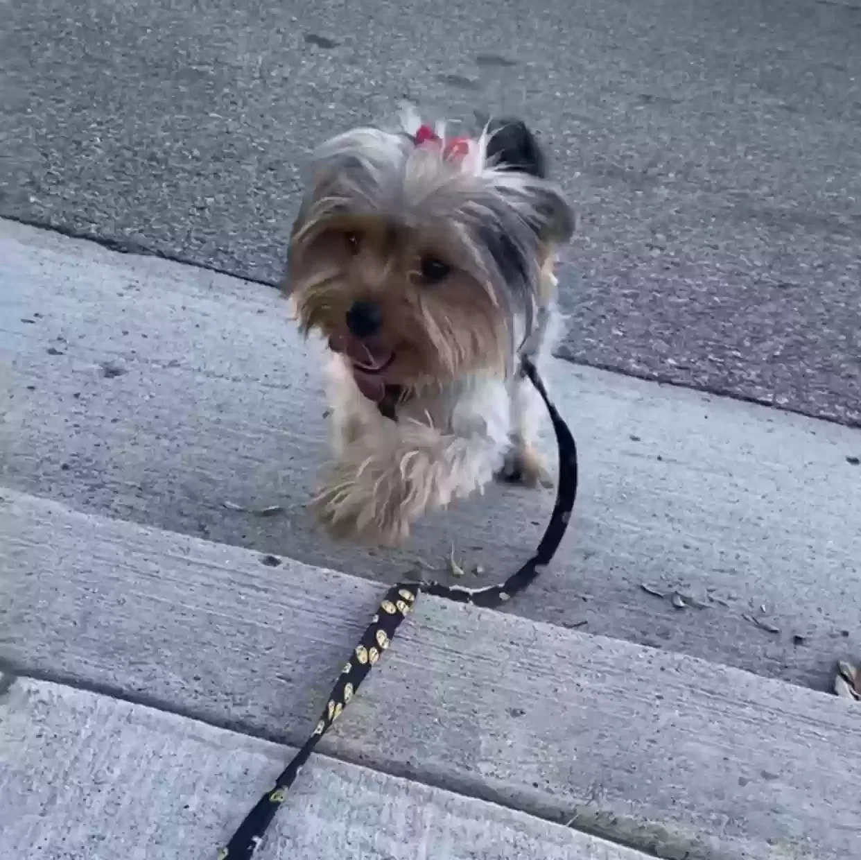 Lost dog in Bakersfield, CA, 93306