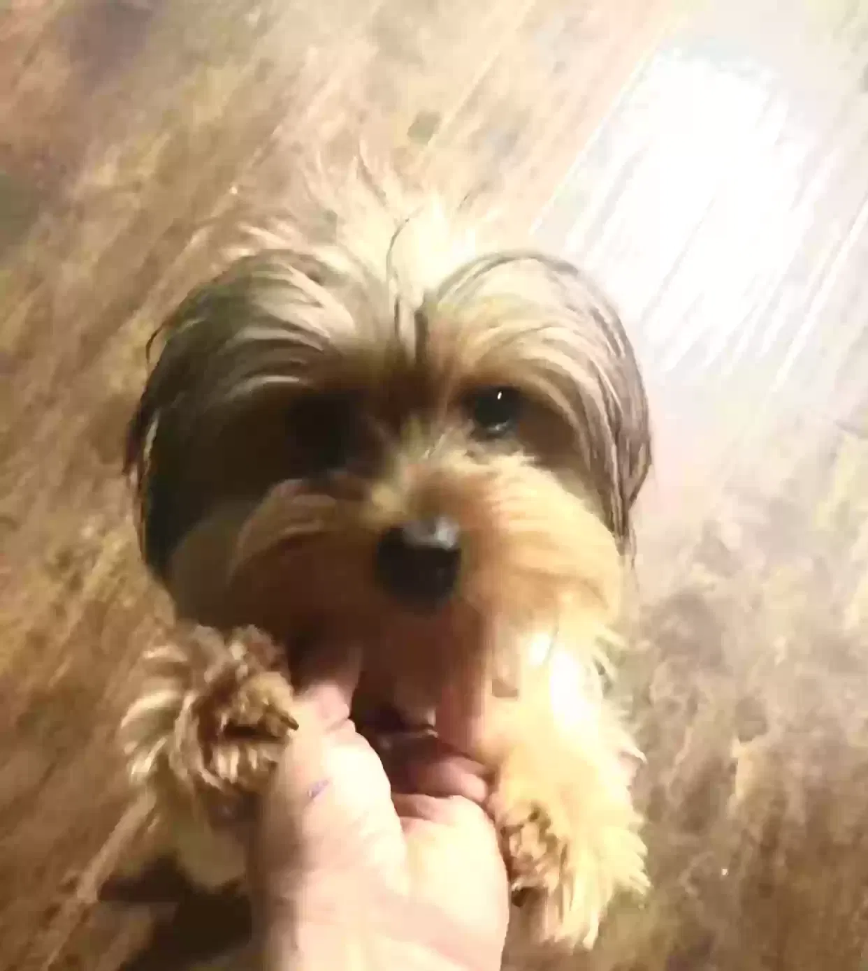 Lost dog in Bakersfield, CA, 93306