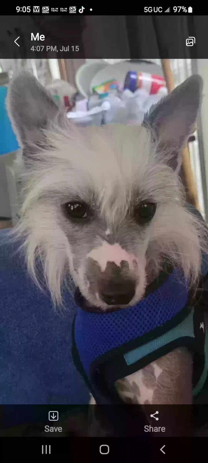 Found dog in Passaic, NJ, 7055