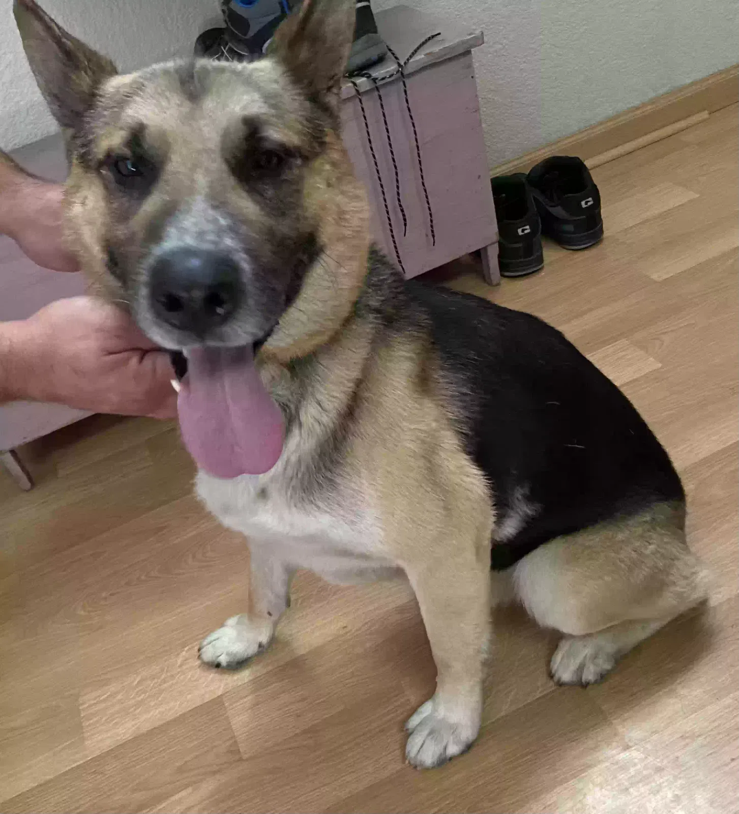 Found dog in Modesto, CA, 95350
