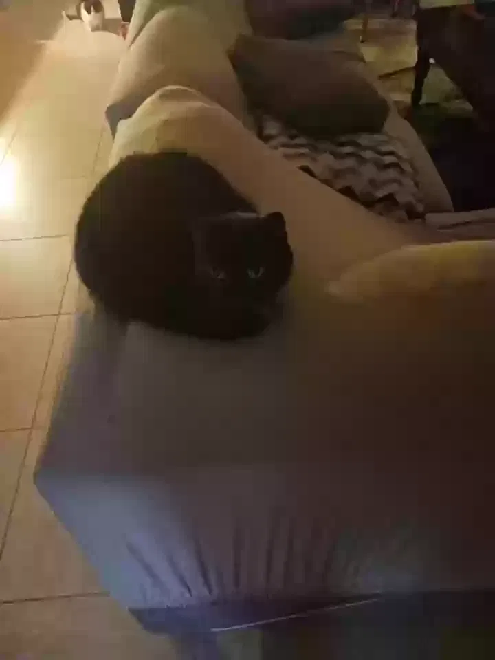 Lost cat in Henderson, NV, 89011