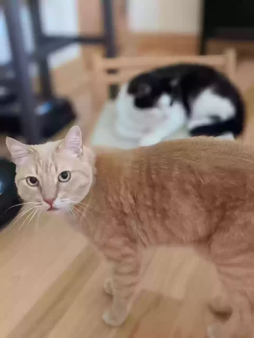 Lost cat in Portland, OR, 97201