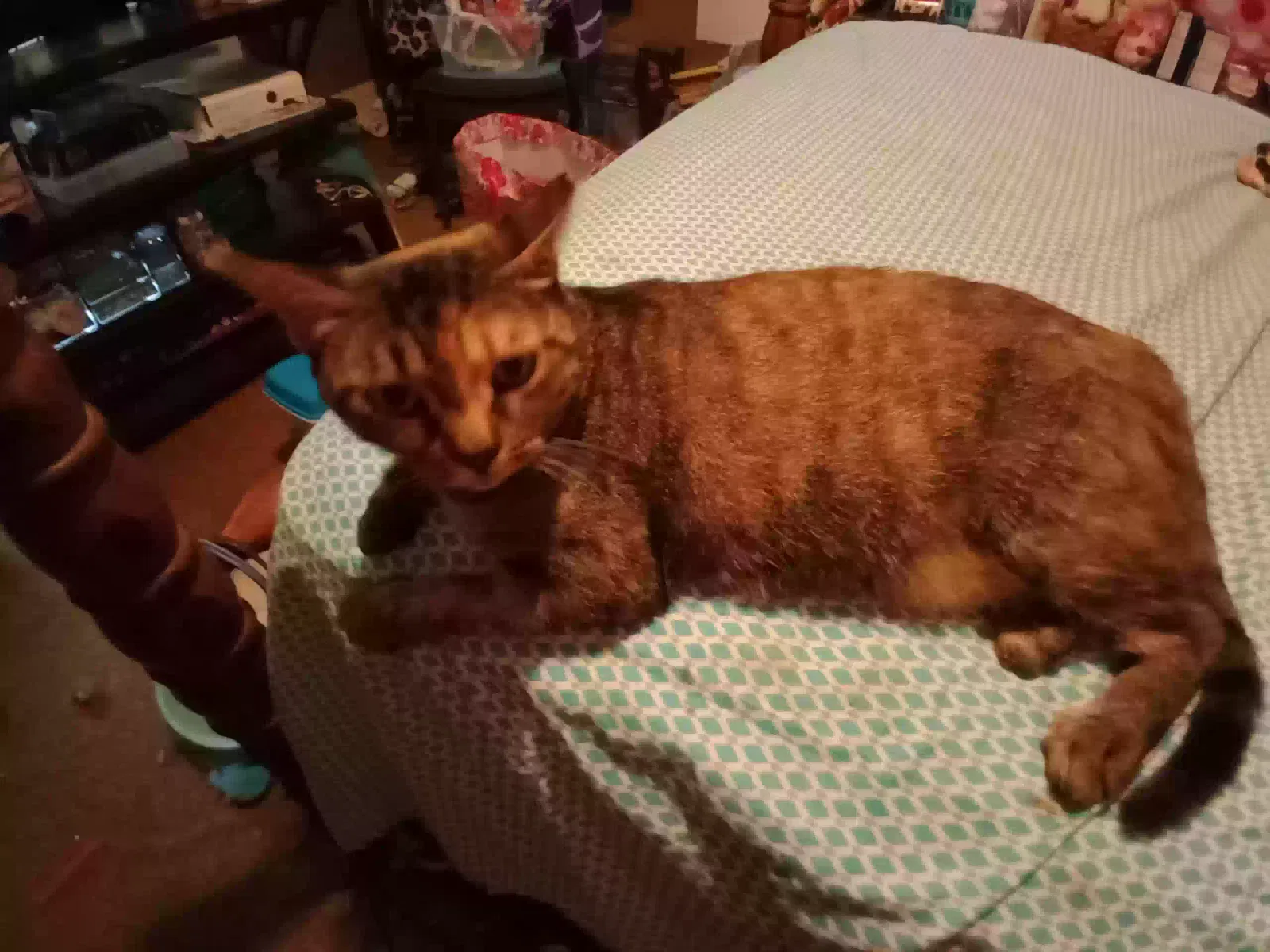 Lost cat in Columbia, TN, 38401