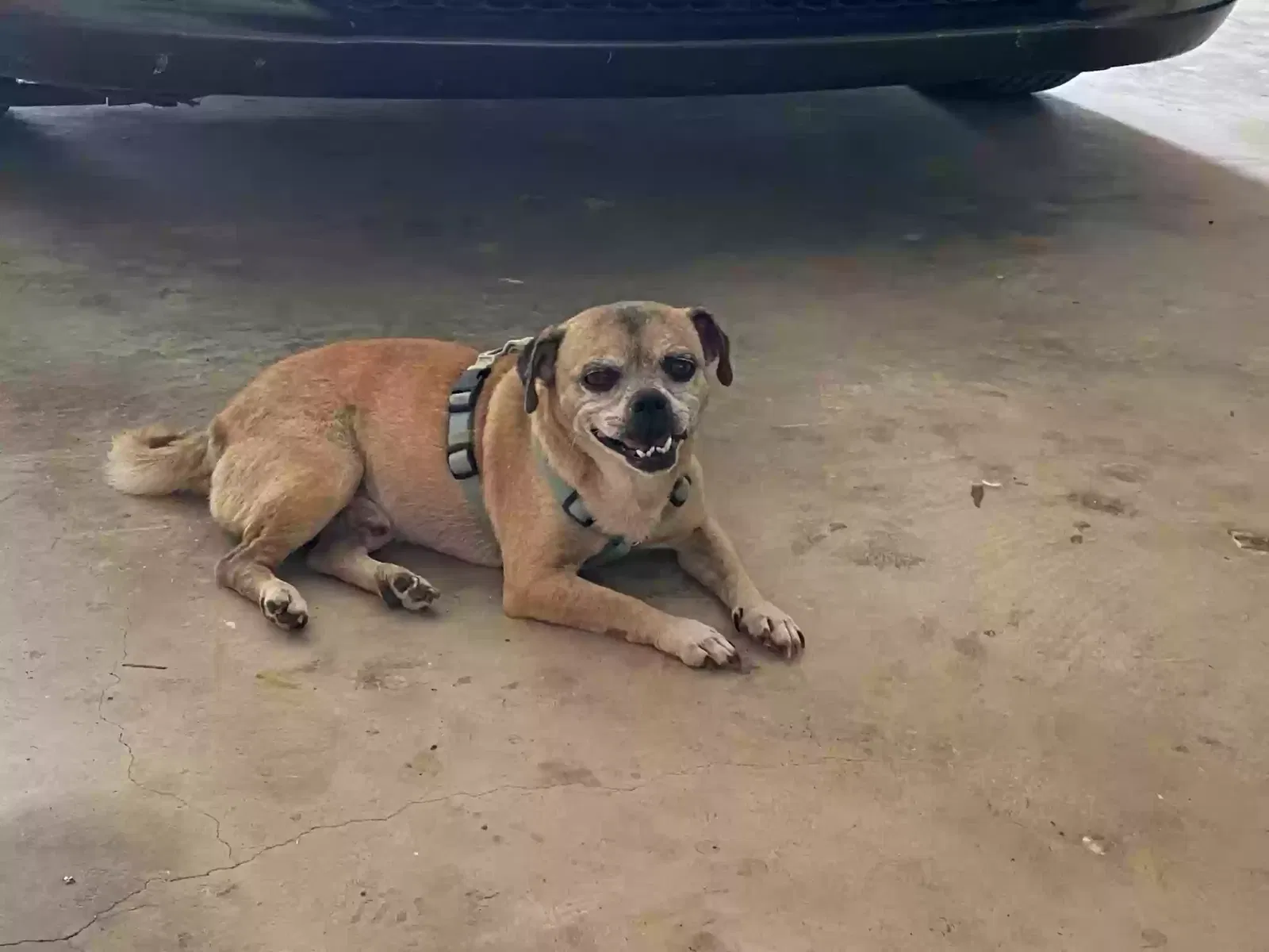Lost dog in Maxwell, TX, 78656