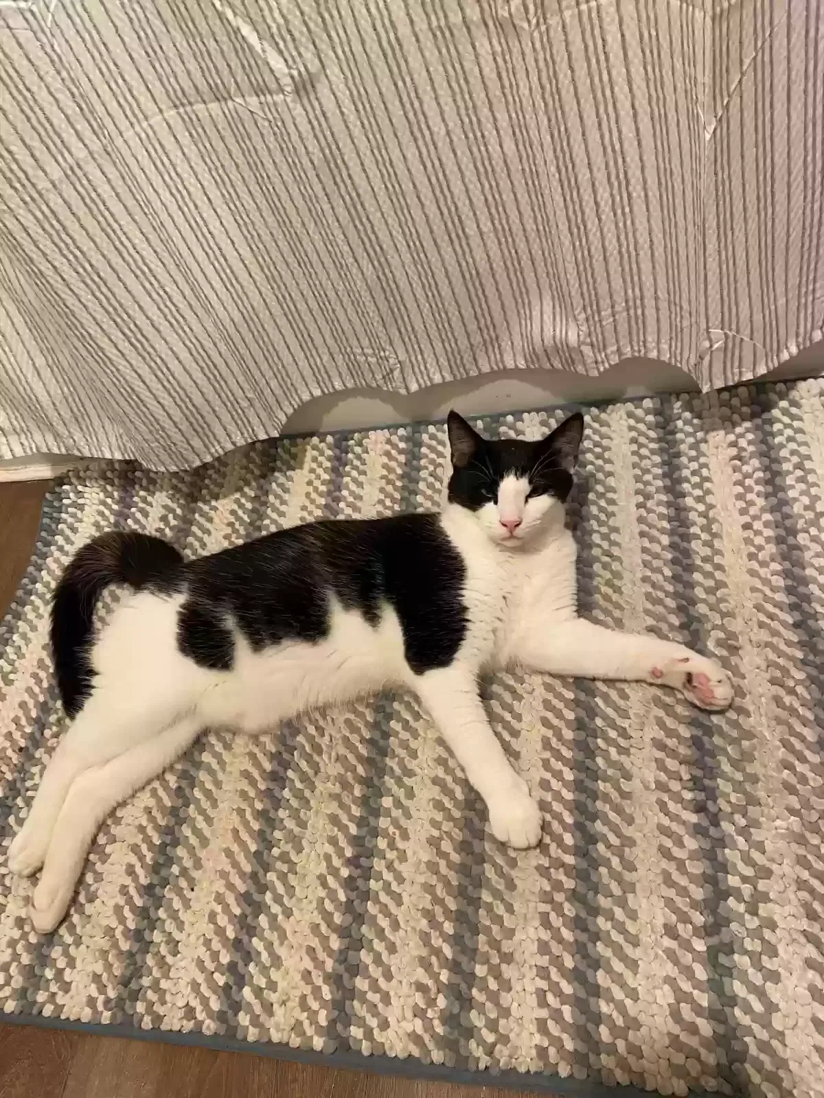 Lost cat in Everett, MA, 2149