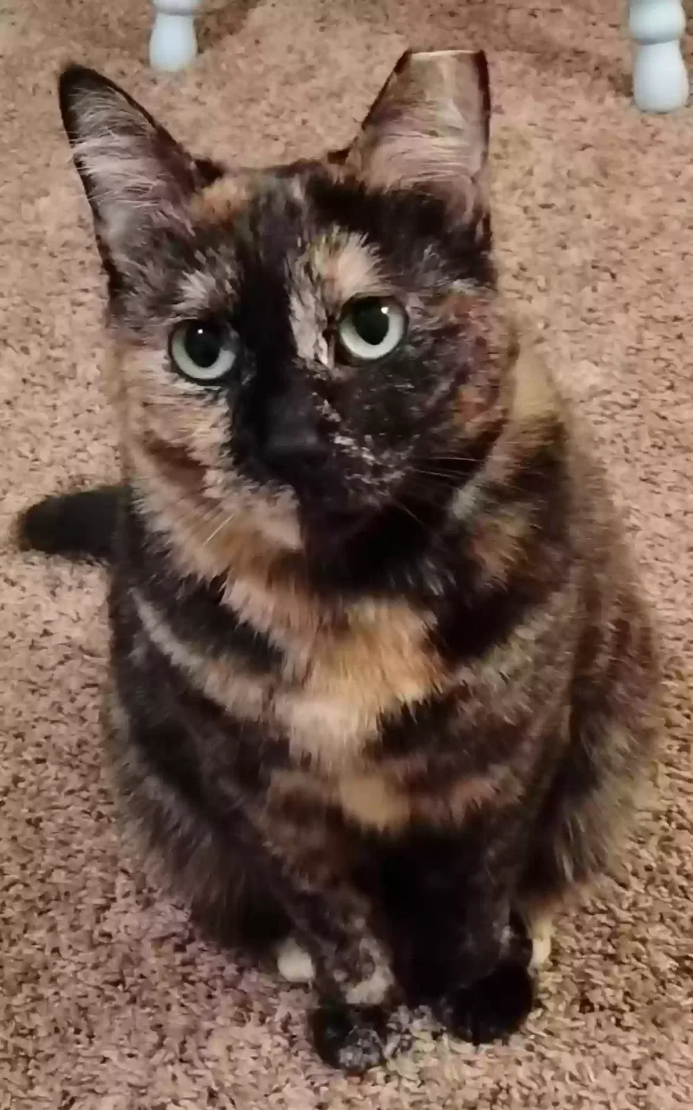 Lost cat in Sacramento, CA, 95815