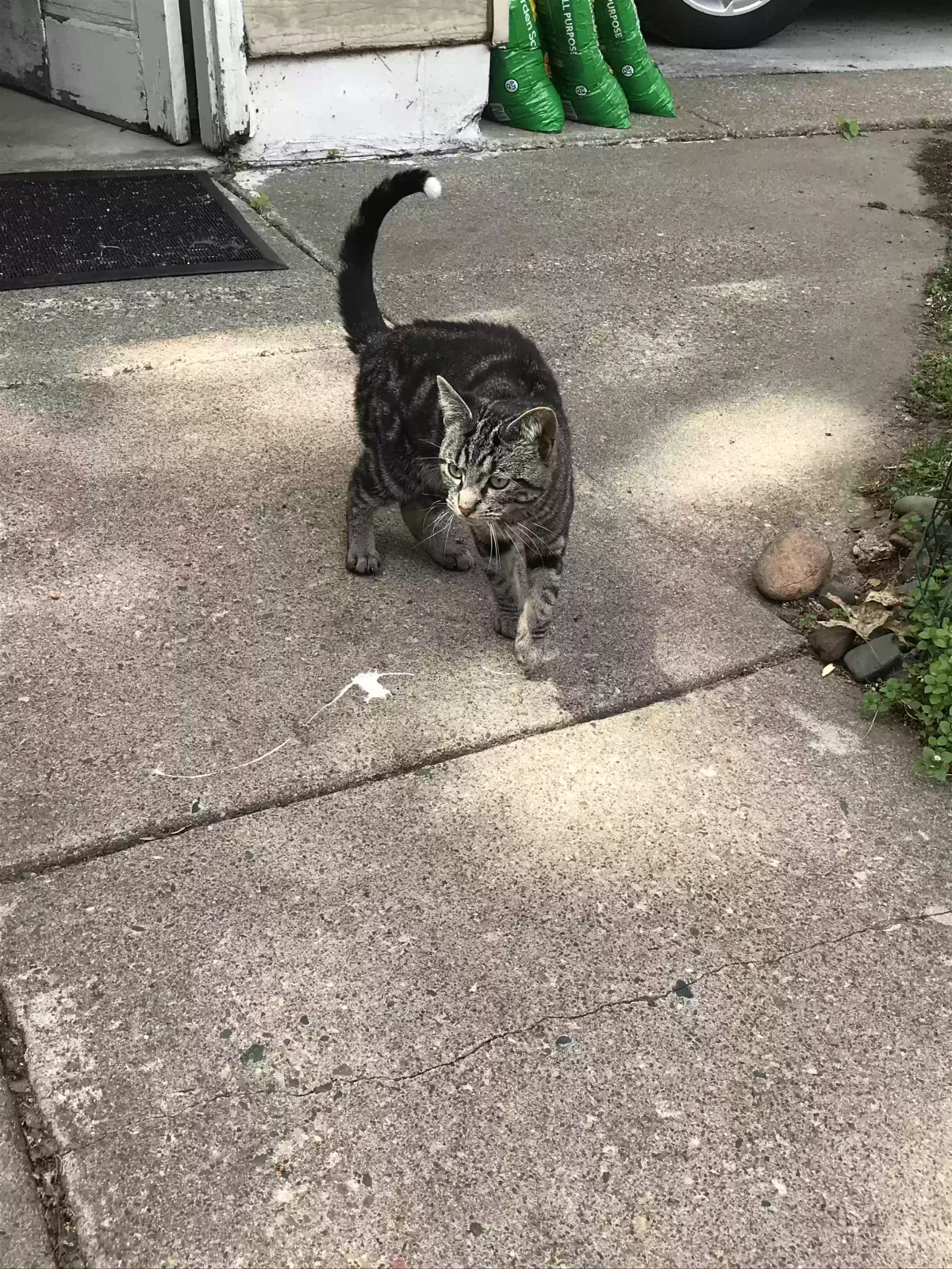 Lost cat in Hudson, WI, 54016
