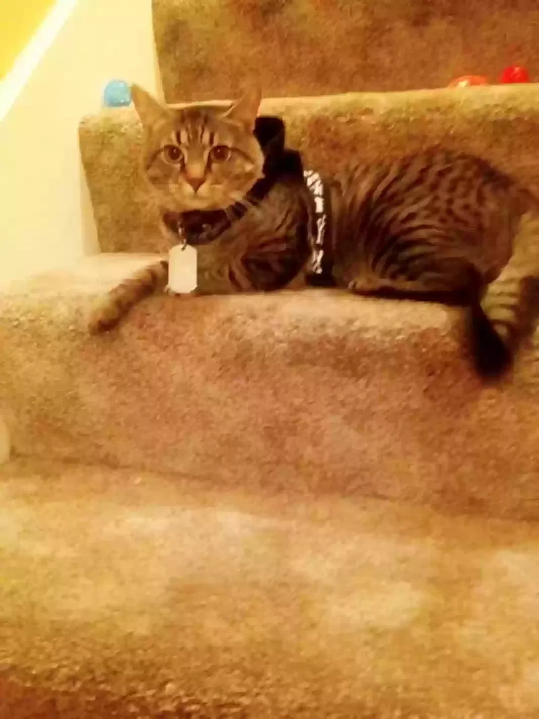 Lost cat in Murfreesboro, TN, 37128