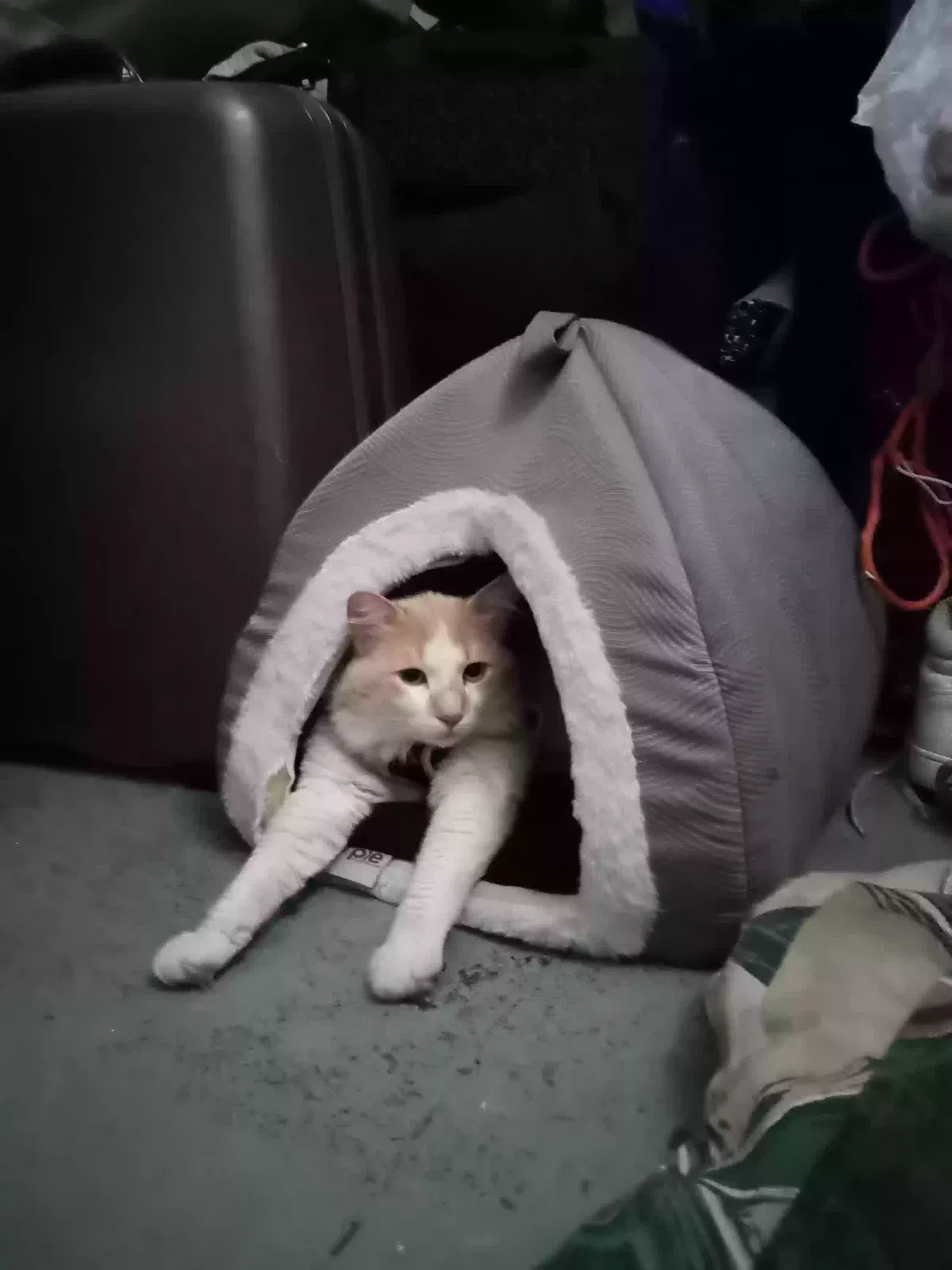 Lost cat in Folsom, CA, 95630