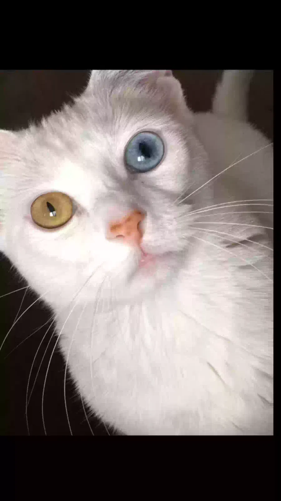 Lost cat in Spokane, WA, 99207