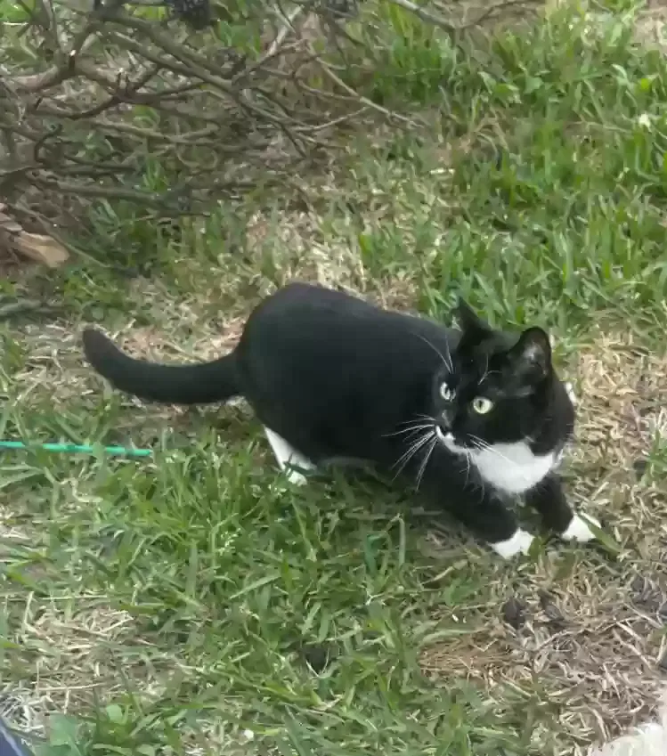Lost cat in Hockley, TX, 77447