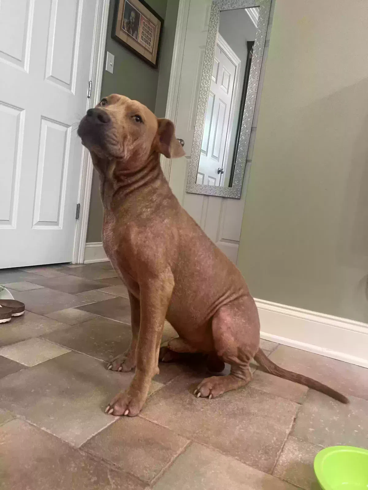 Found dog in Ponchatoula, LA, 70454