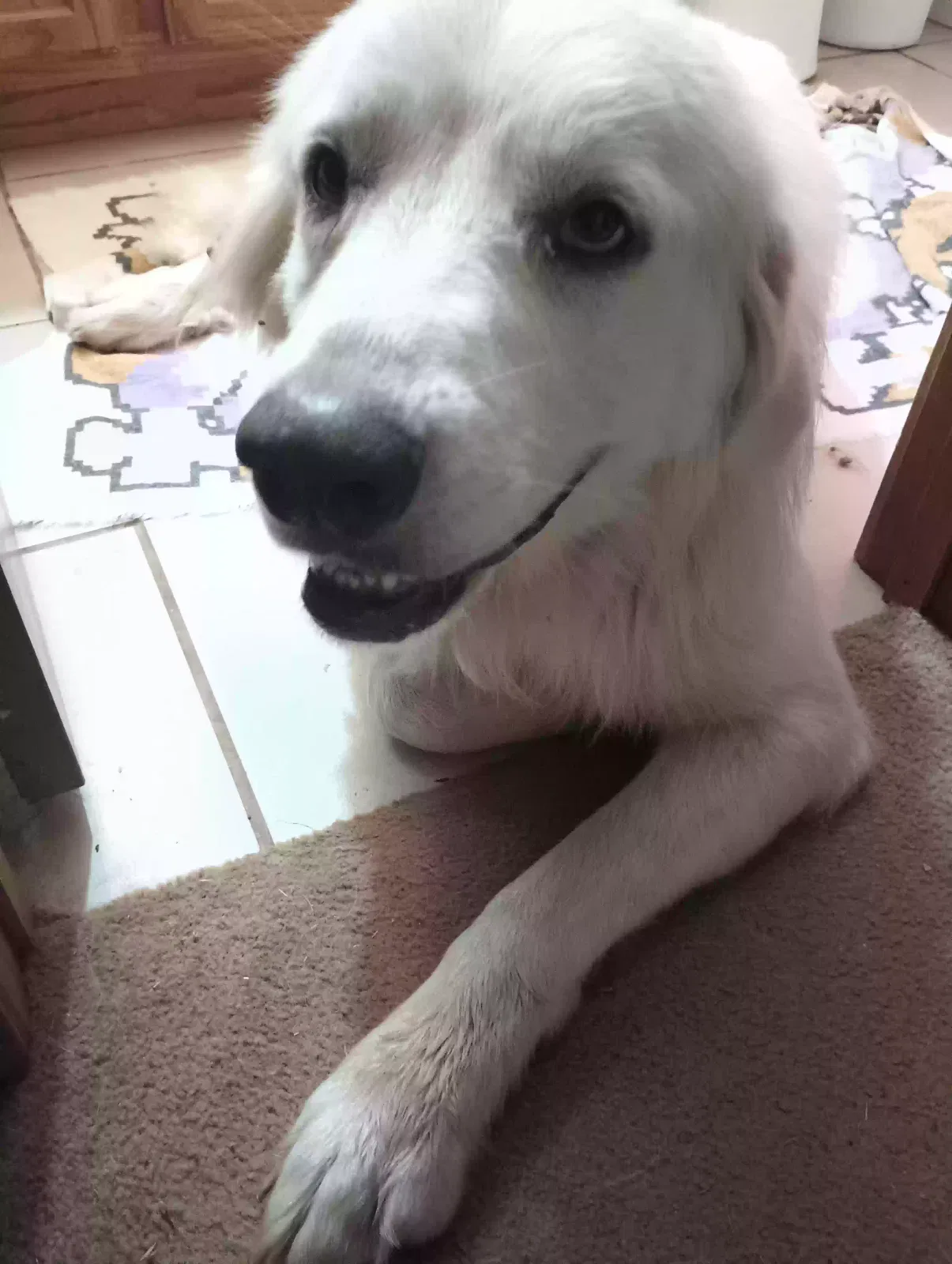 Found dog in Cyril, OK, 73029