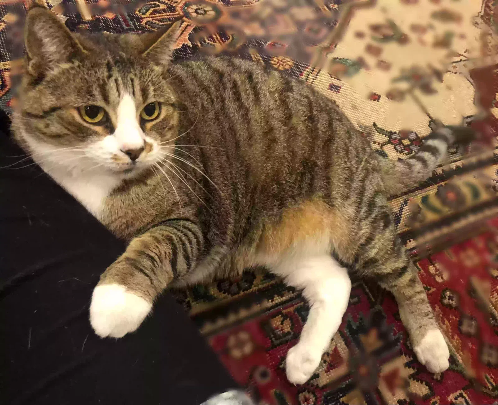 Lost cat in North Hills, CA, 91343