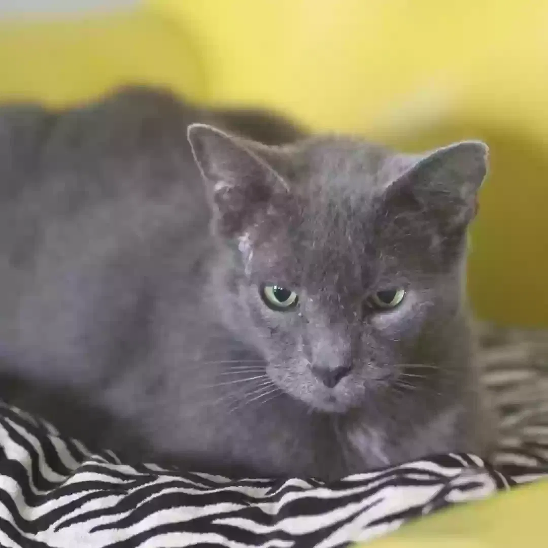 Lost cat in Cape Coral, FL, 33909