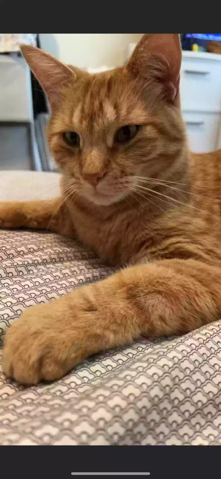 Lost cat in Battle Creek, MI, 49037