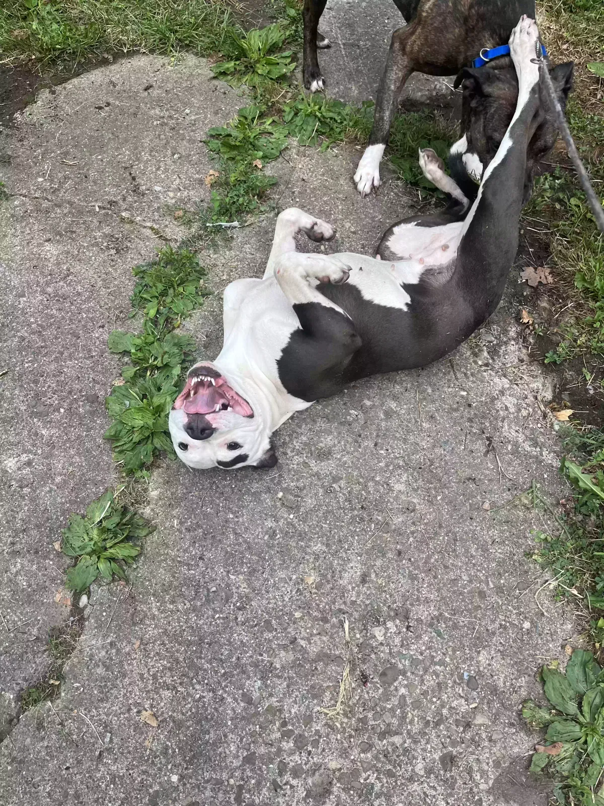 Found Dog