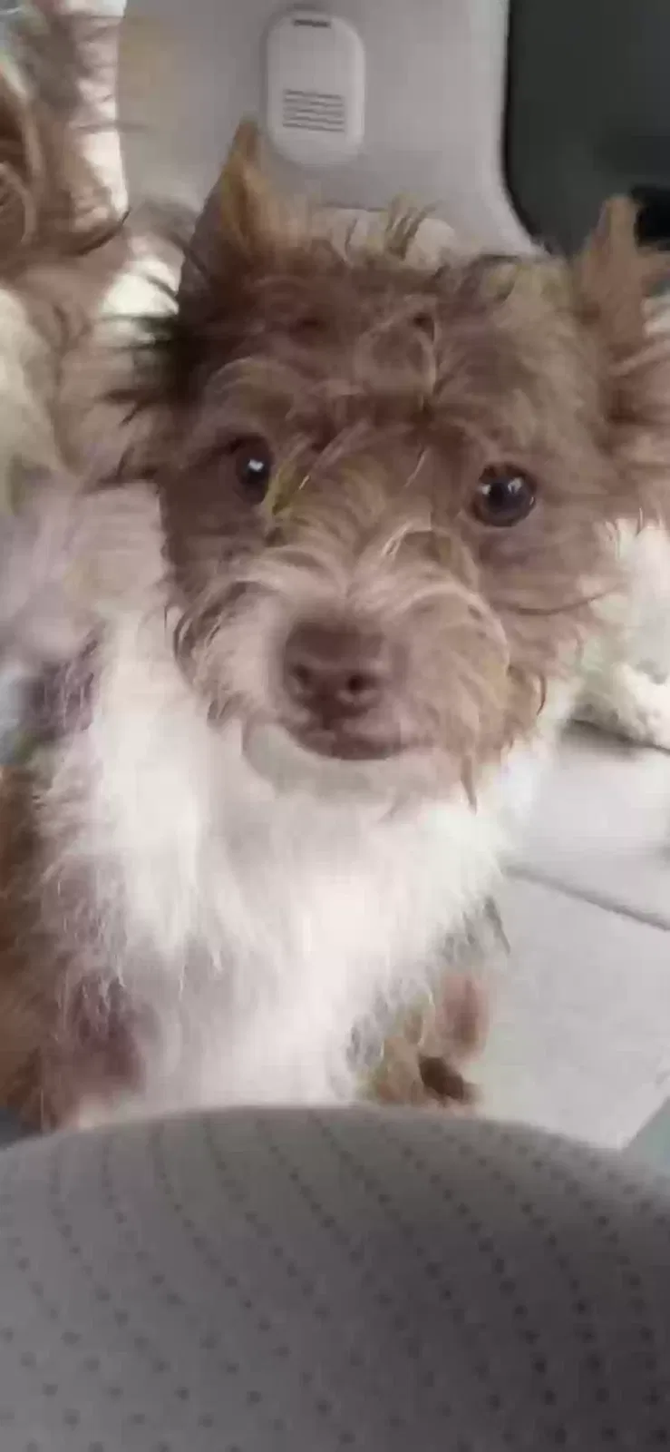 Lost dog in Bellflower, CA, 90706