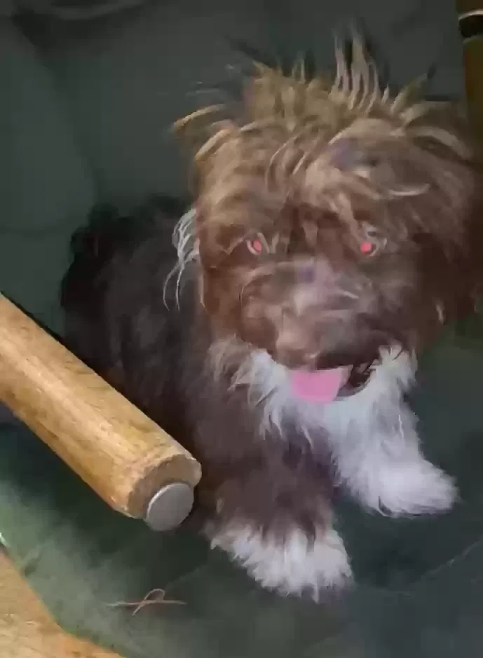 Lost dog in Bellflower, CA, 90706