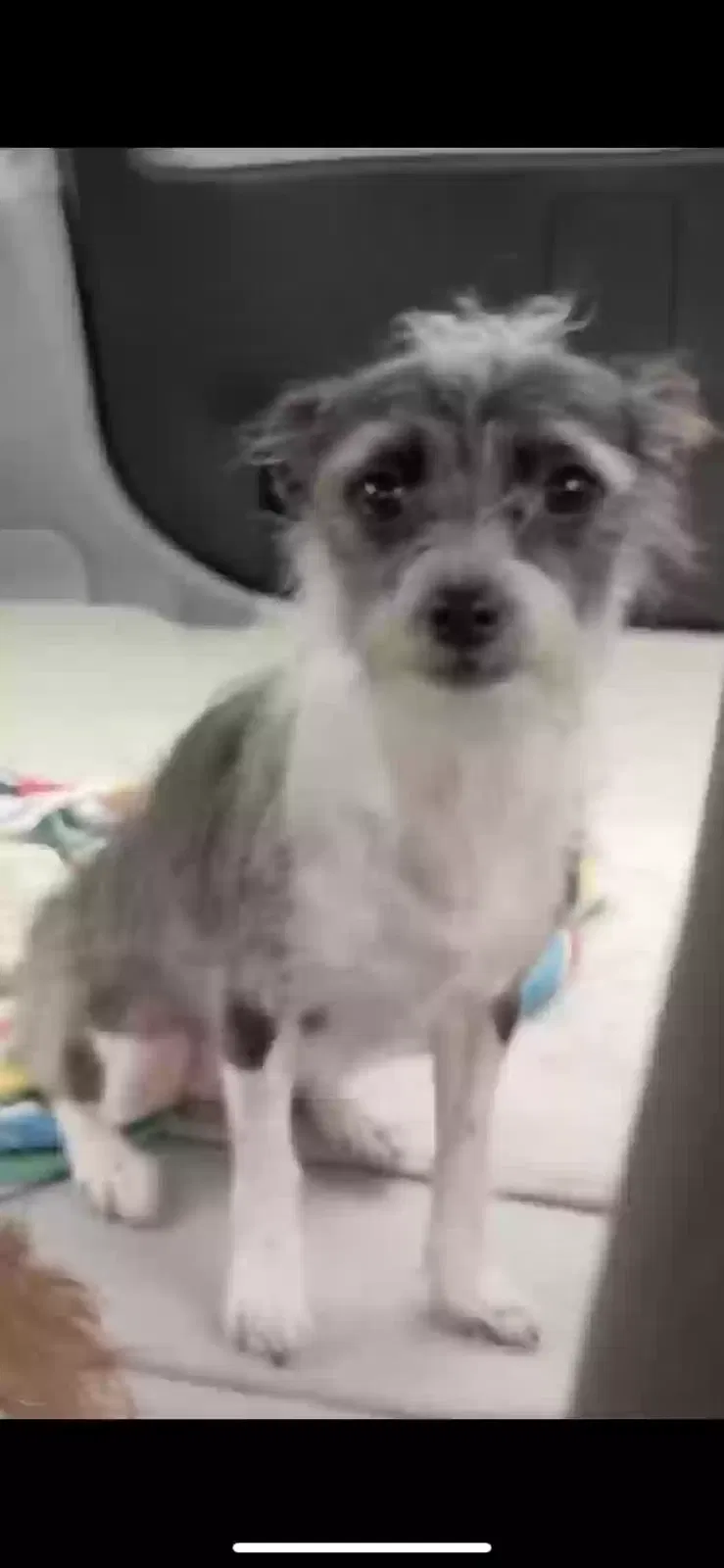 Lost dog in Bellflower, CA, 90706