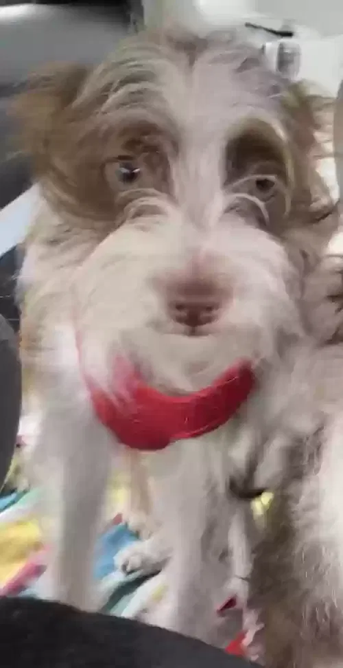 Lost dog in Bellflower, CA, 90706