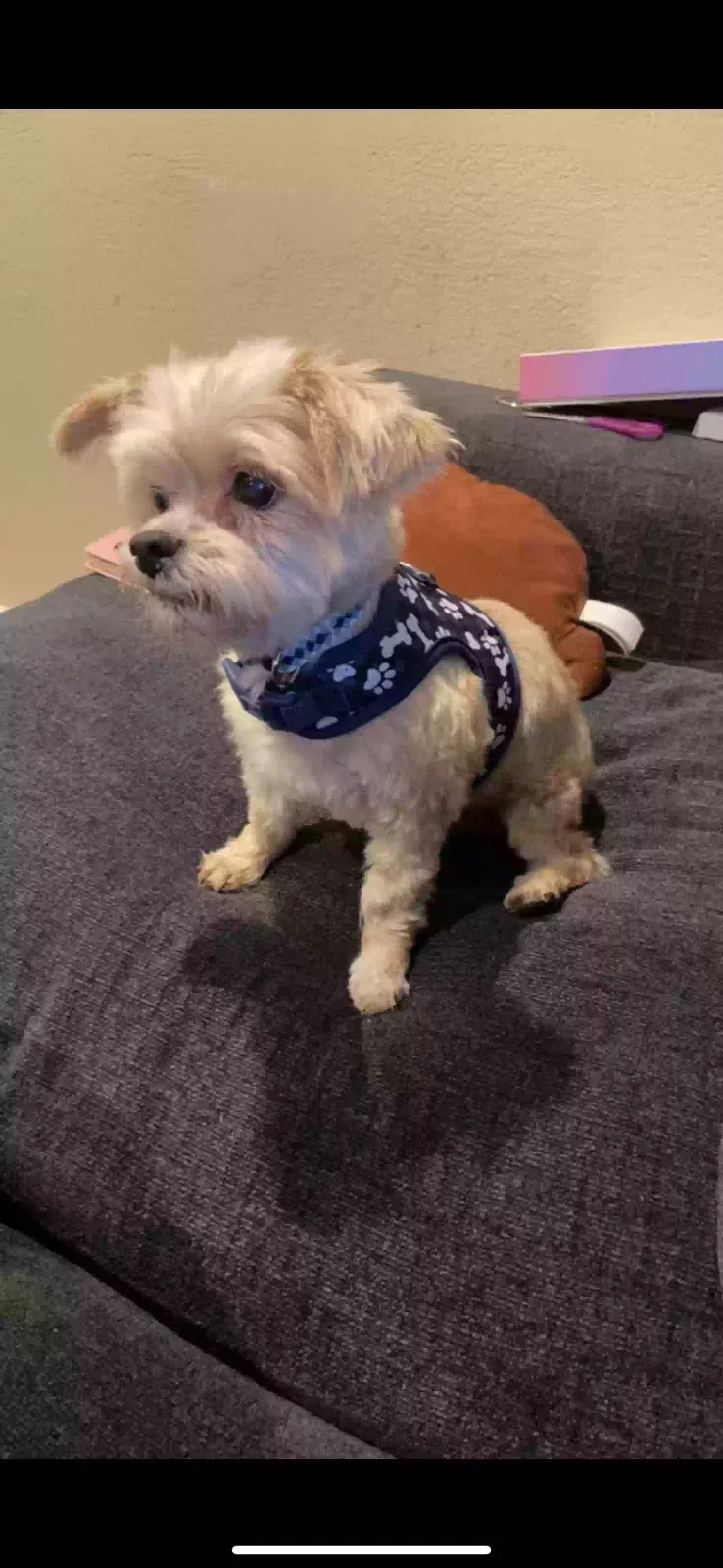 Lost dog in Tacoma, WA, 98404