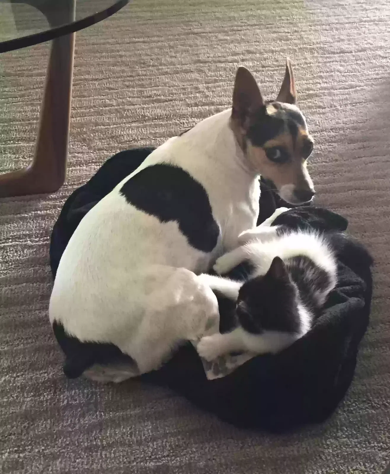 Lost dog in Oakdale, CA, 95361