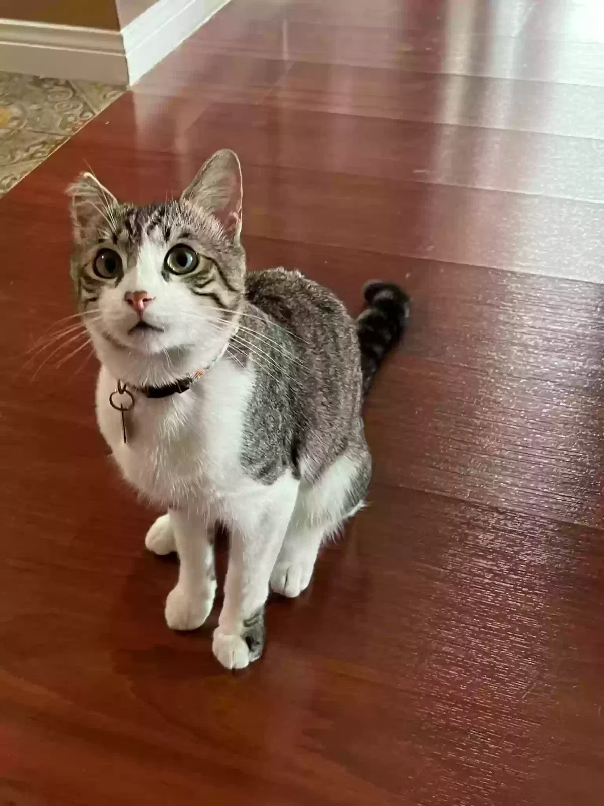 Lost cat in Long Beach, CA, 90803
