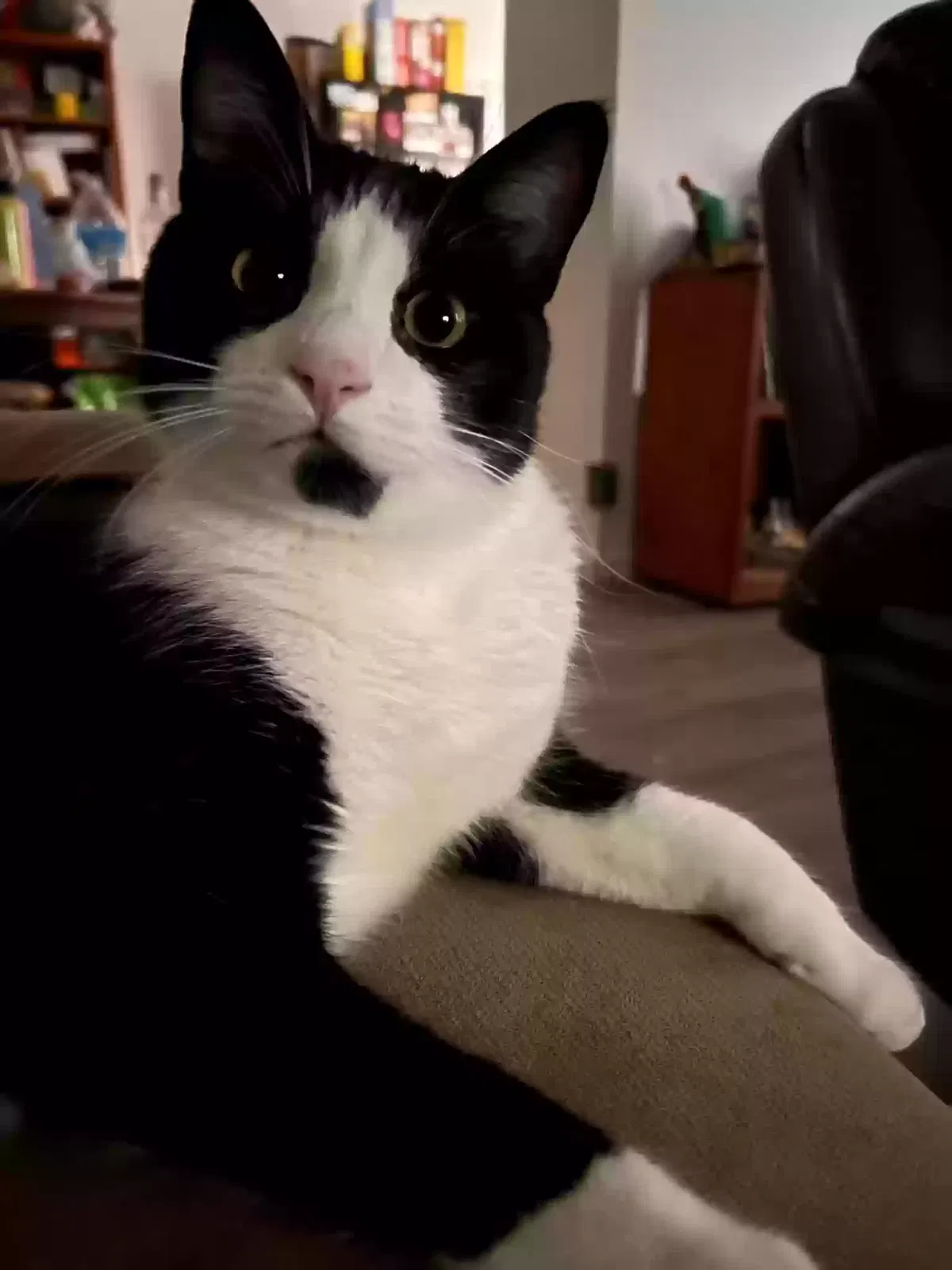 Lost cat in La Mesa, CA, 91942
