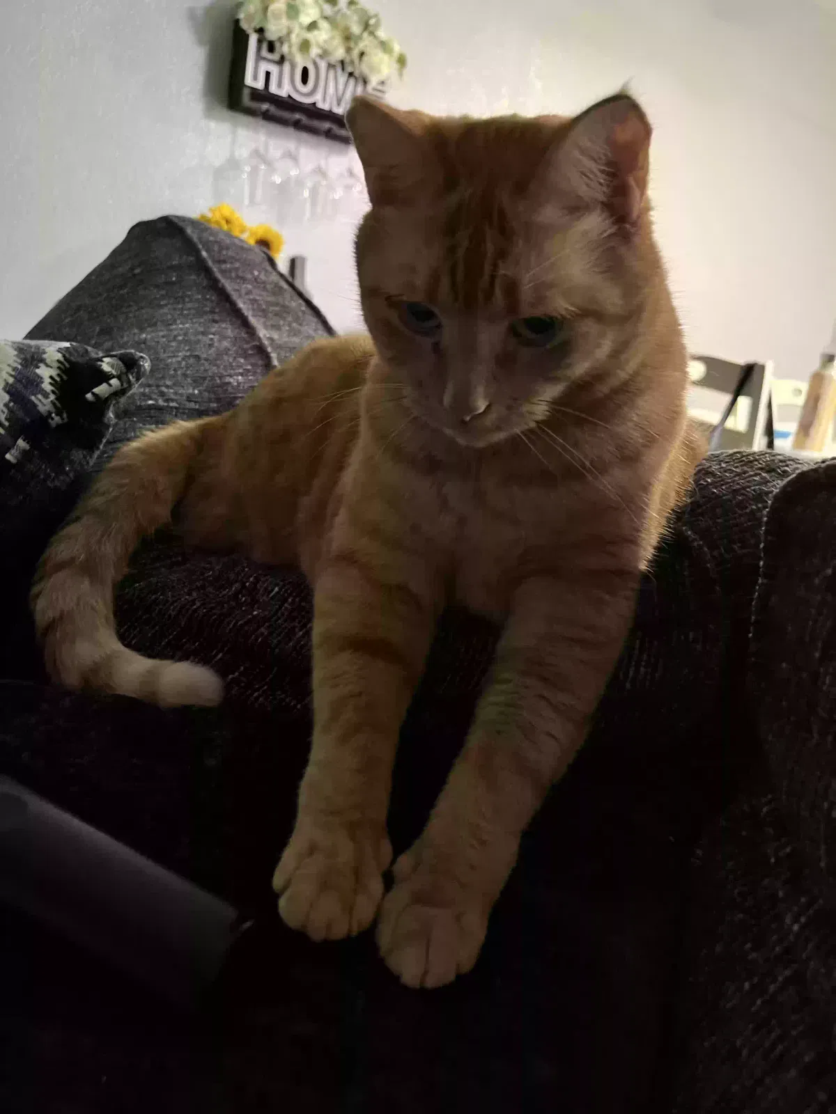 Lost cat in Chula Vista, CA, 91910