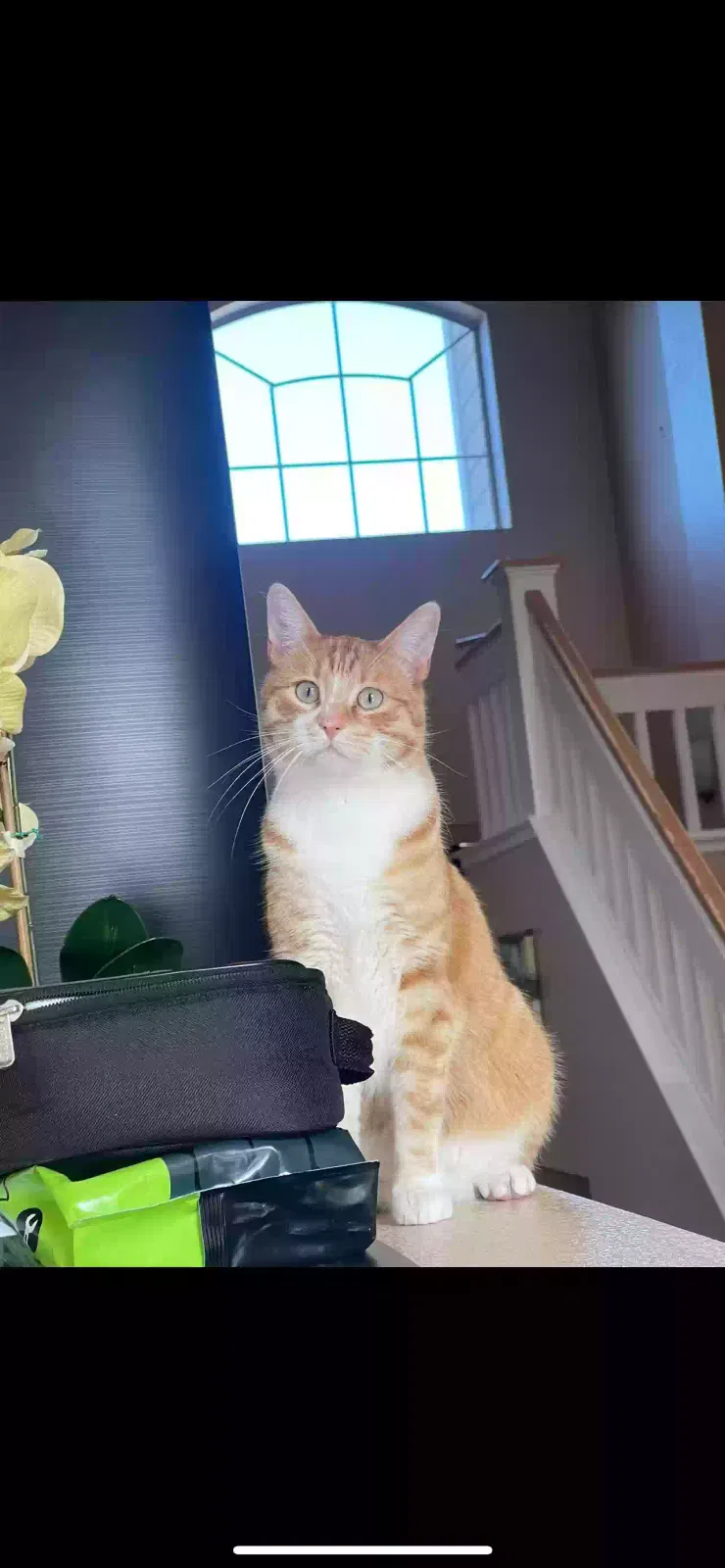 Lost cat in Salinas, CA, 93906