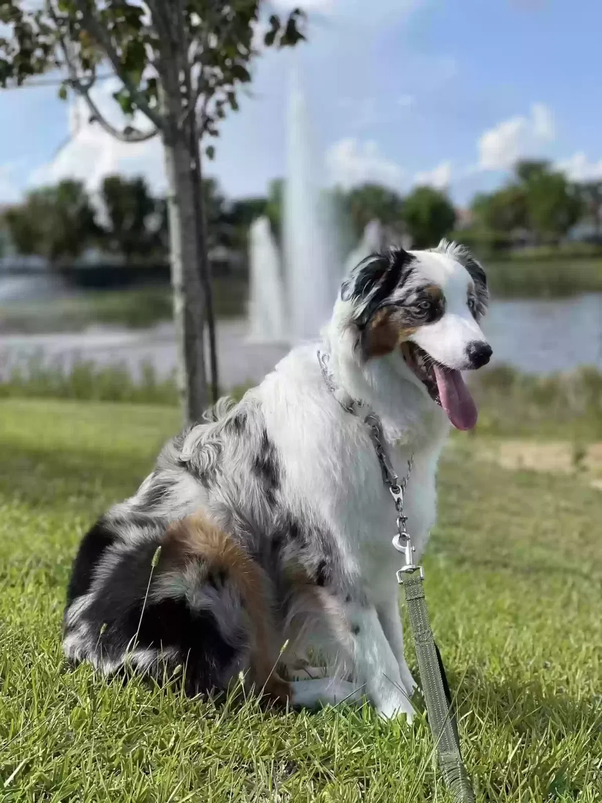 Lost dog in North Fort Myers, FL, 33917