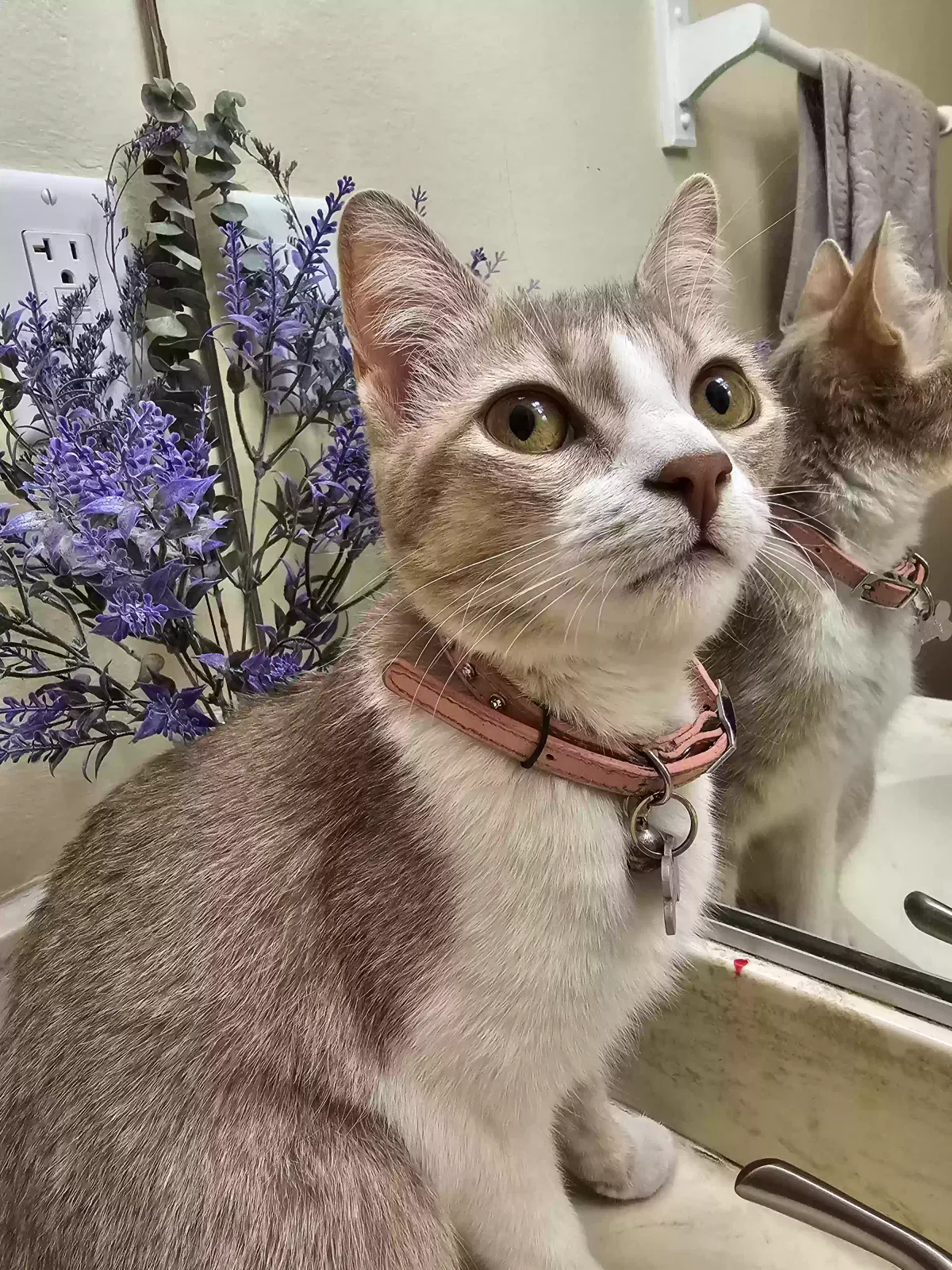 Lost cat in Las Vegas, NV, 89107