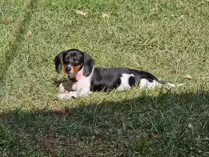 Lost dog in Valley, AL, 36854