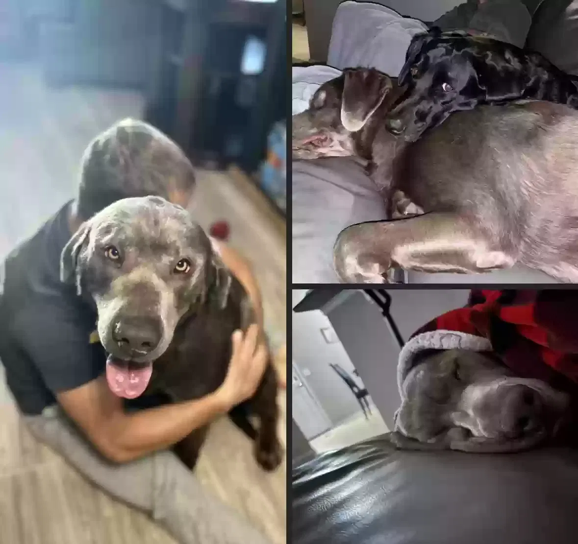 Lost dog in Magna, UT, 84044