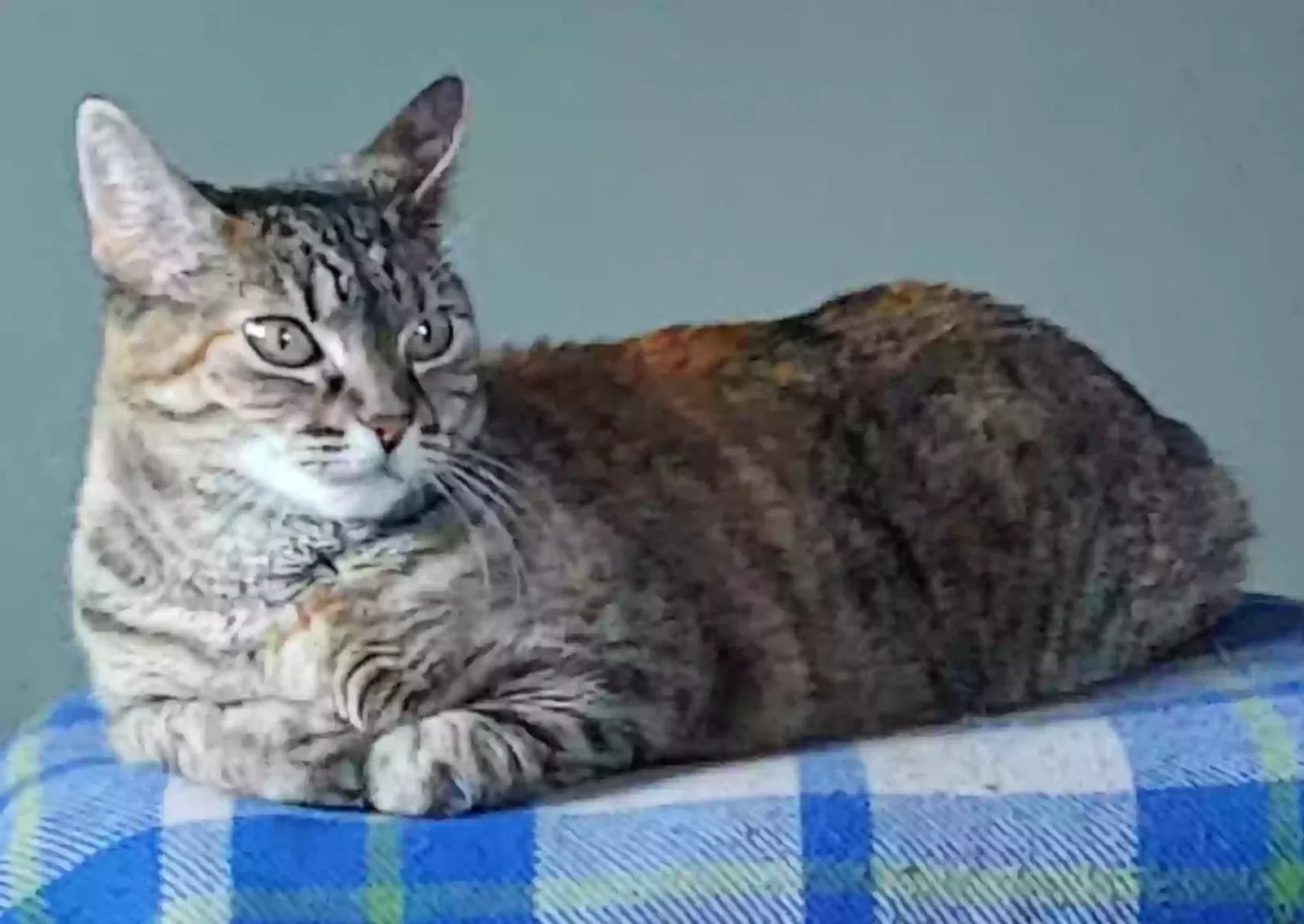 Lost cat in Bremerton, WA, 98337