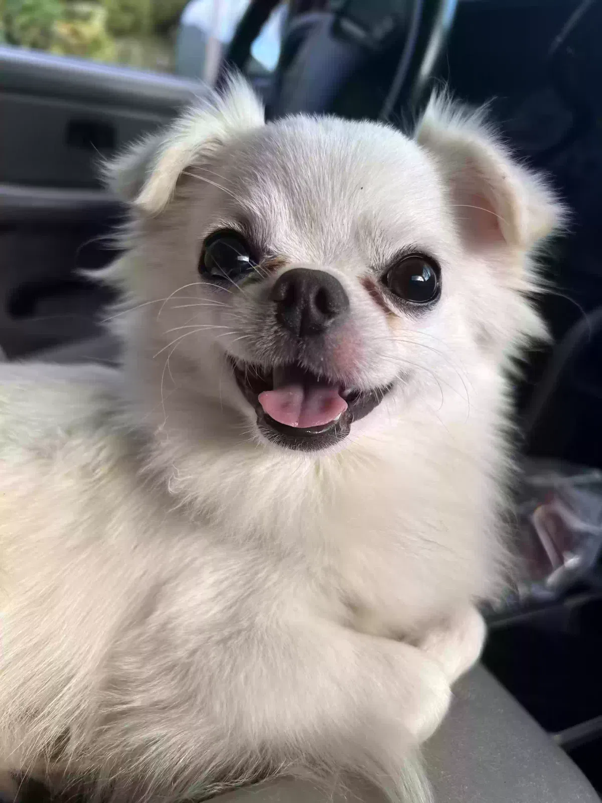 Lost dog in Honolulu, HI, 96816