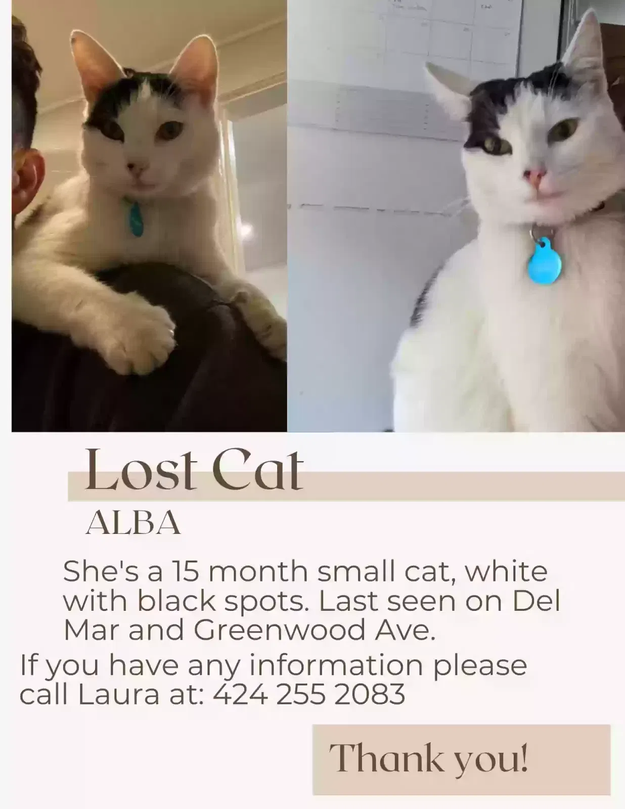 Lost cat in Pasadena, CA, 91107