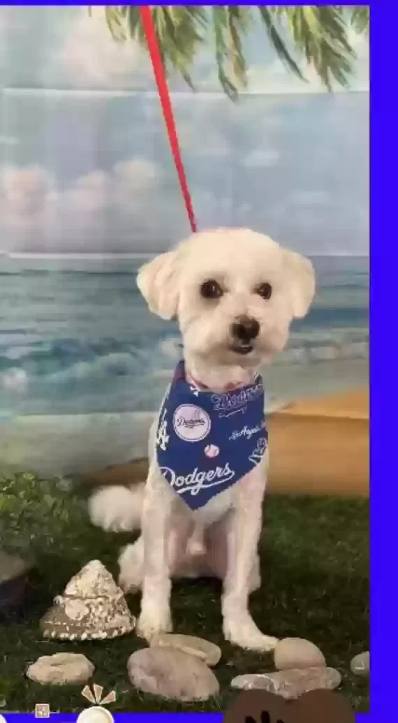 Lost dog in Palmdale, CA, 93550