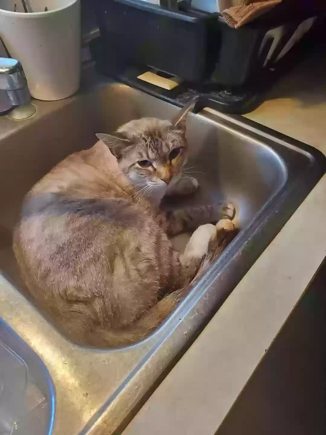 Lost cat in Pittsburg, KS, 66762
