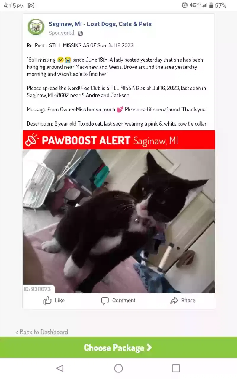Lost cat in Saginaw, MI, 48602
