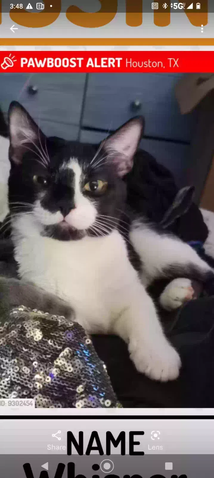 Lost cat in Houston, TX, 77057