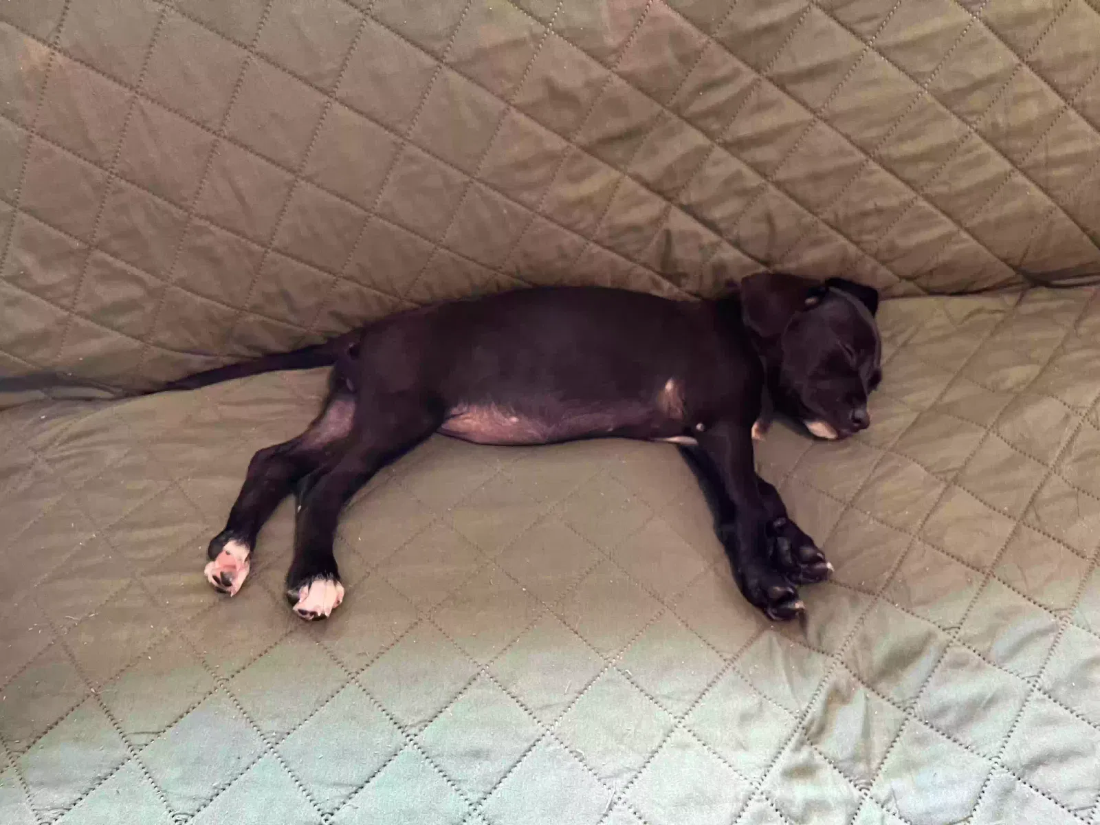 Found dog in Norman Park, GA, 31771