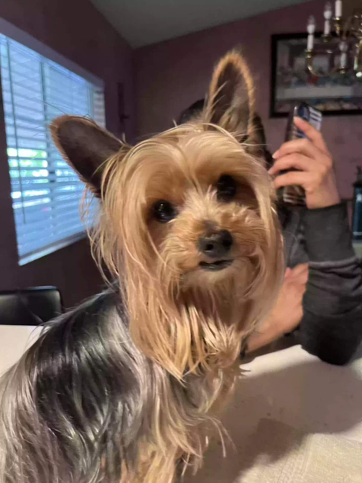 Lost dog in Newhall, CA, 91321