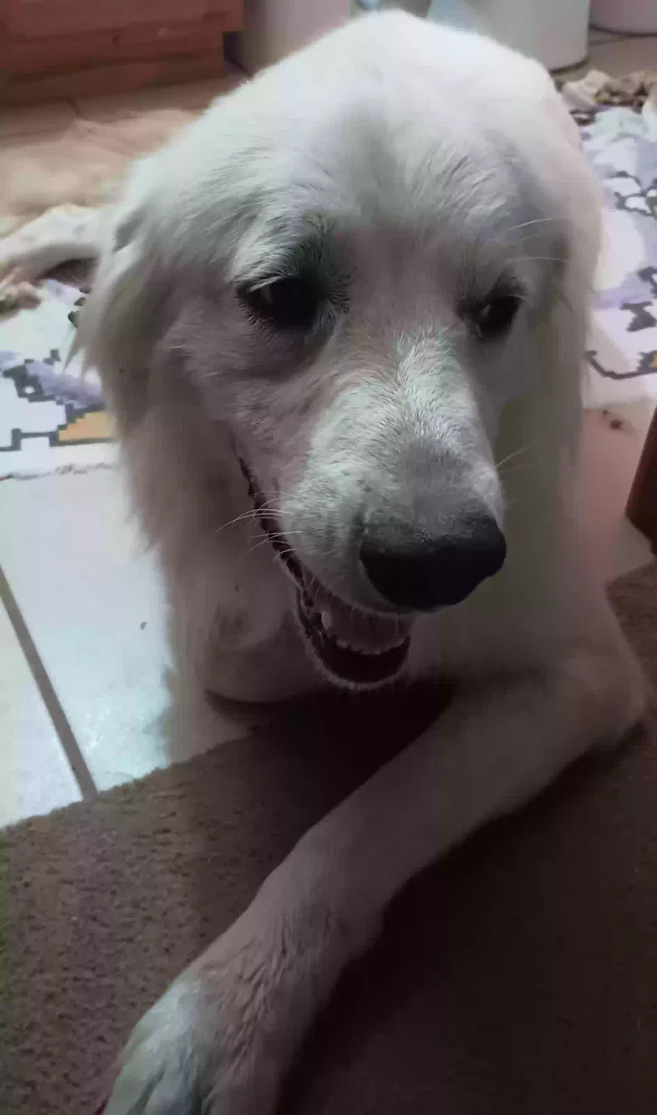 Found dog in Cyril, OK, 73029