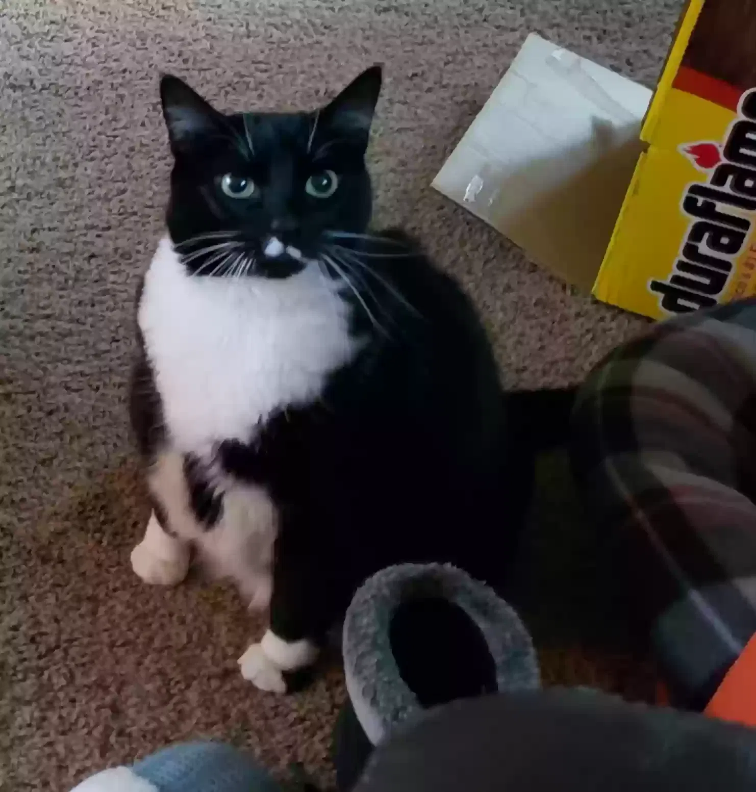 Lost cat in Kenmore, WA, 98028