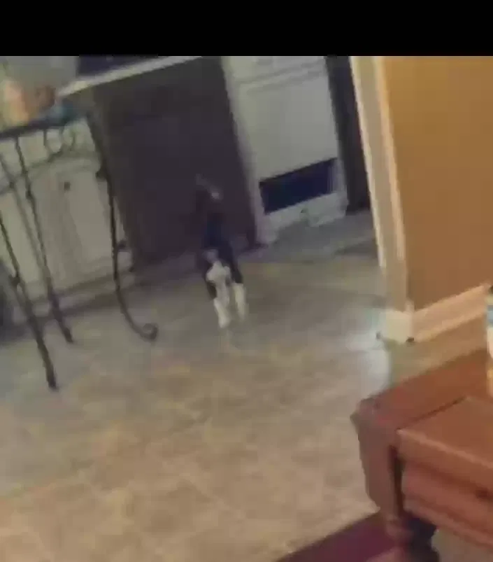 Lost dog in Oakdale, LA, 71463
